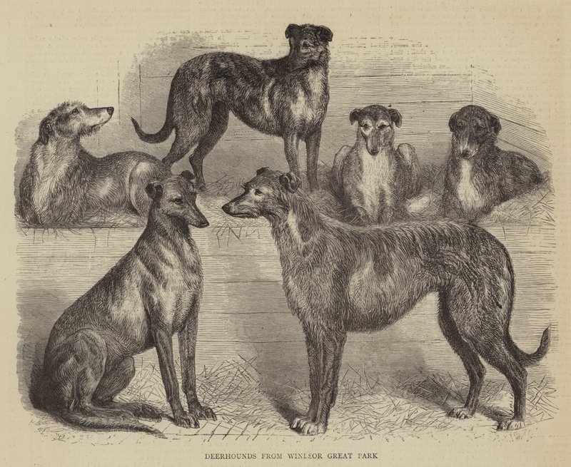 Deerhounds from Windsor Great Park by English School