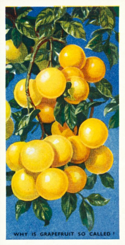 Do You Know: Why is grapefruit so called? by English School