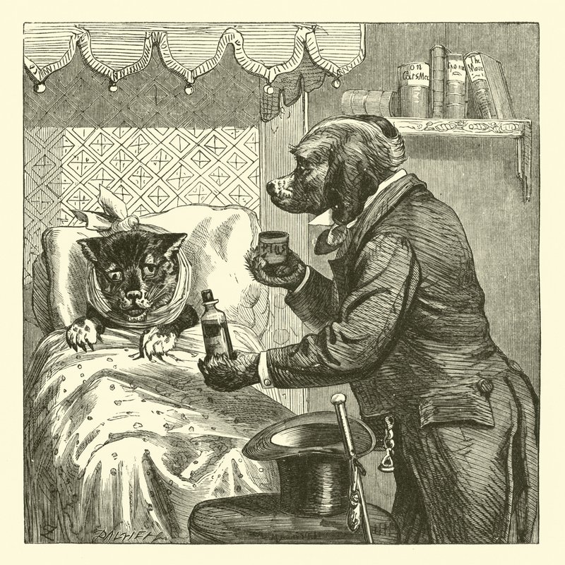 Dog Giving Pills to Sick Cat by English School