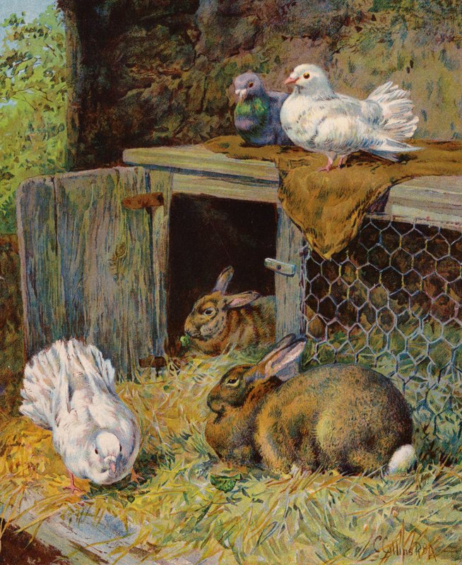 Doves and Rabbits in a Hutch by English School