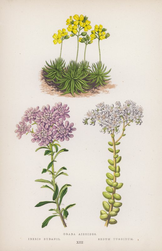 Draba Aizoides; Iberis Bubanii; Sedum Turgidum by English School