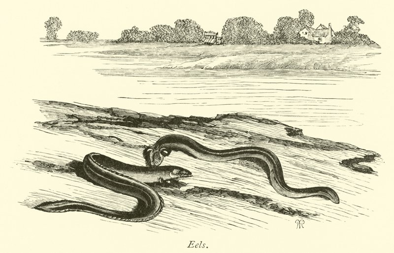 Eels by English School
