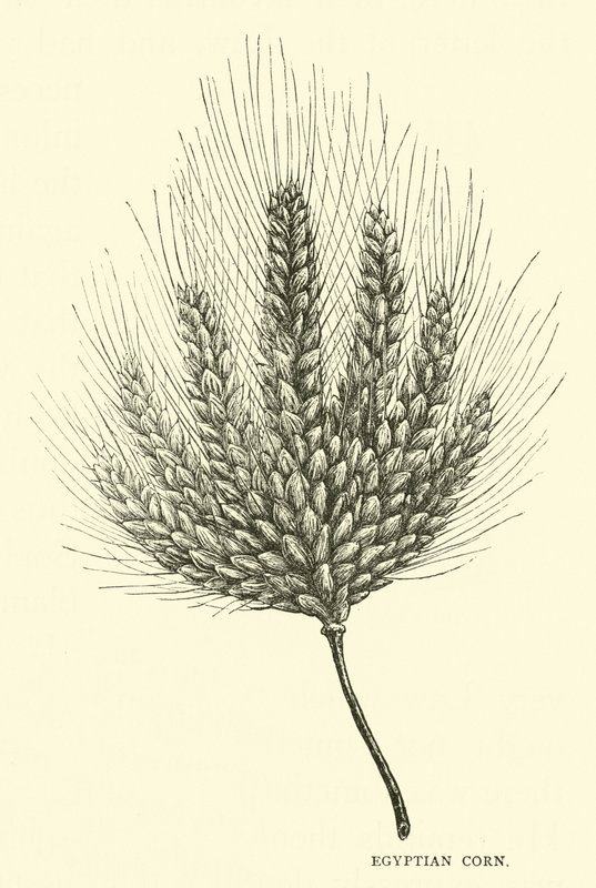 Egyptian Corn by English School