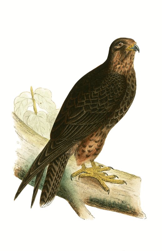 Eleonora Falcon, Illustration from 