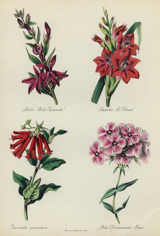 English Flower Garden: Lobelia 