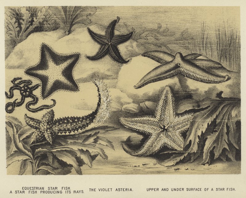 Equestrian Star fish, a Star fish producing its rays, the Violet Asteria, upper and under surface of a Star fish by English School
