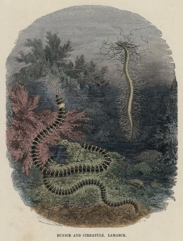 Eunice and Cirratule, Lamarck by English School