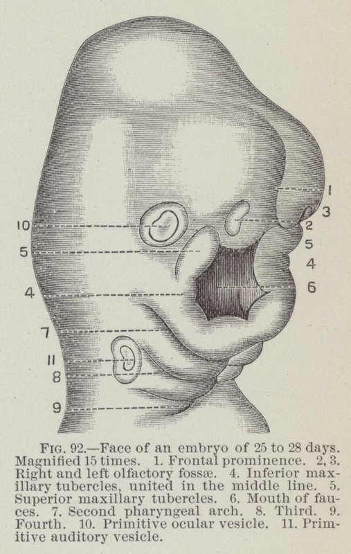 Face of an embryo of 25 to 28 days, magnified 15 times by English School