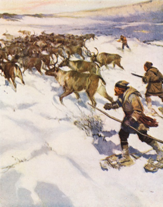 Factor John McLean rounding up a herd of Caribou in Labrador for the Hudson