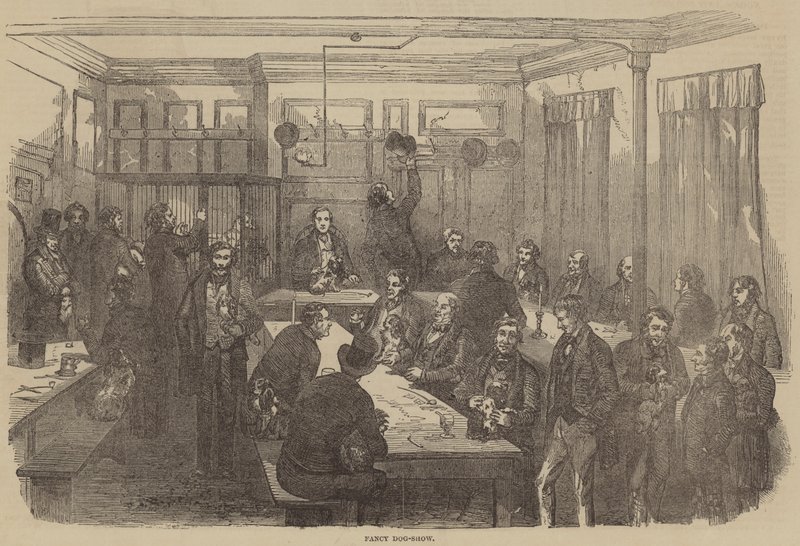 Fancy Dog-Show by English School