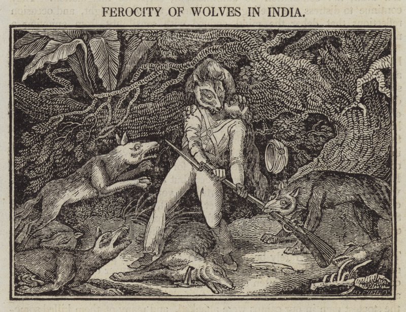 Ferocity of Wolves in India by English School