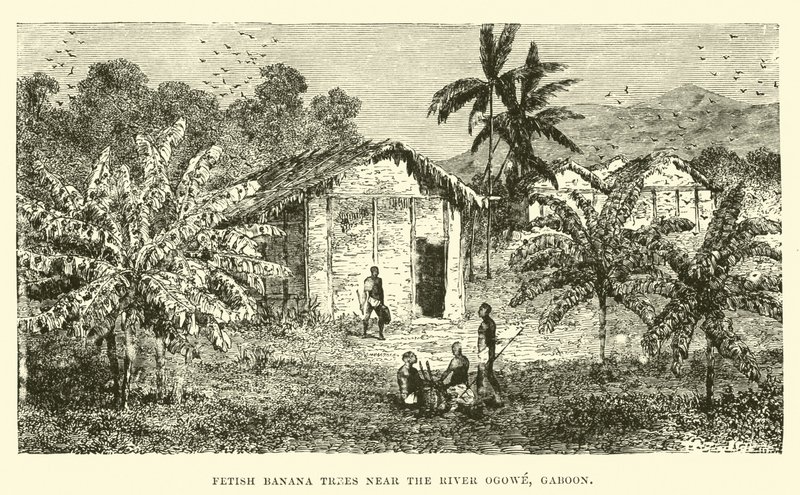 Fetish banana trees near the River Ogowe, Gaboon by English School