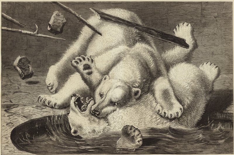 Fight Between Two Polar Bears by English School