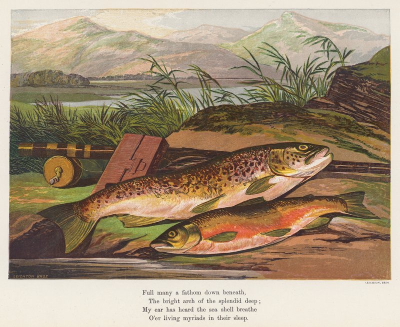 Fish by English School