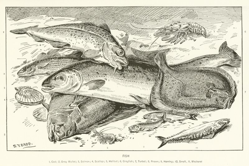 Fish by English School