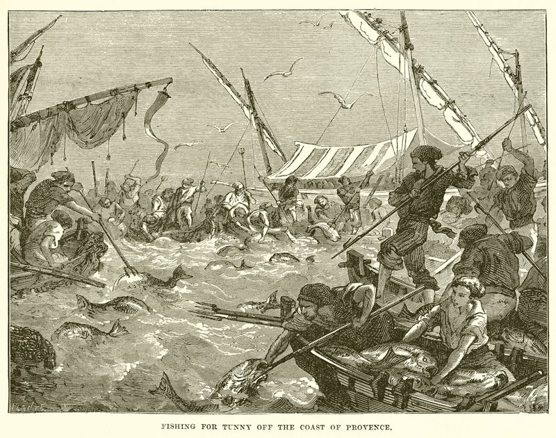 Fishing for Tunny off the Coast of Provence by English School
