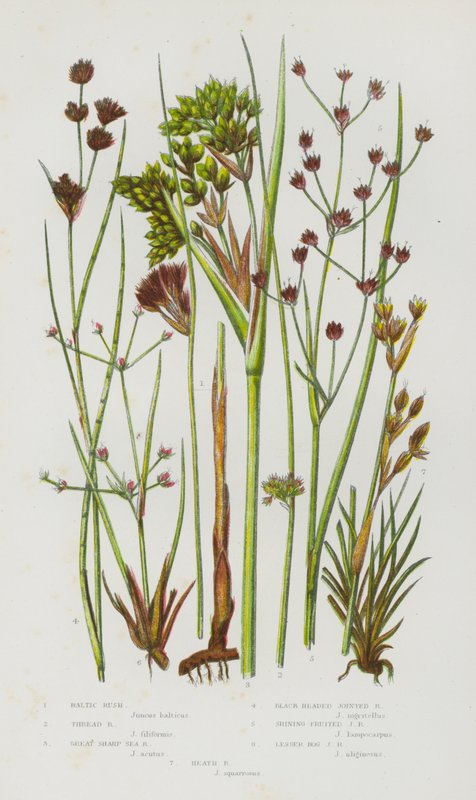 Flowering Plants of Great Britain: Baltic Rush, Thread Rush, Great Sharp Sea Rush, Black headed Jointed Rush, Shining Fruited Jointed Rush, Lesser Bog Jointed Rush, Heath Rush by English School