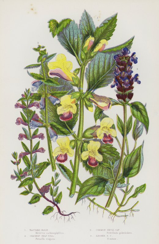Flowering Plants of Great Britain: Bastard Balm, Common Self Heal, Common Skull Cap, Lesser Skull Cap by English School