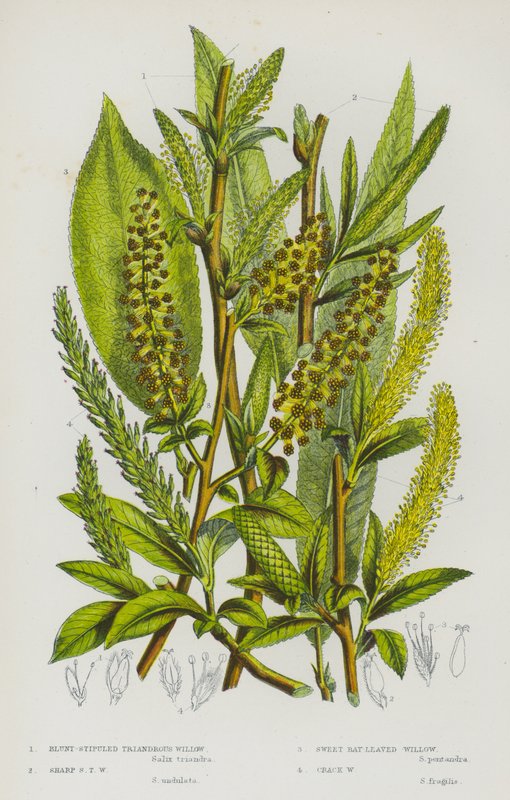 Blunt-Stipuled Triandrous Willow, Sharp Stipuled Triandrous Willow, Sweet Bay-Leaved Willow, Crack Willow by English School