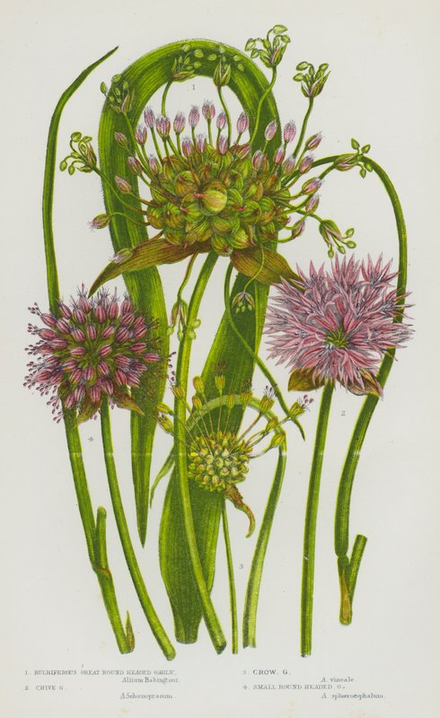Flowering Plants of Great Britain: Bulbiferous Great Round Headed Garlic, Chive Garlic, Crow Garlic, Small Round Headed Garlic by English School