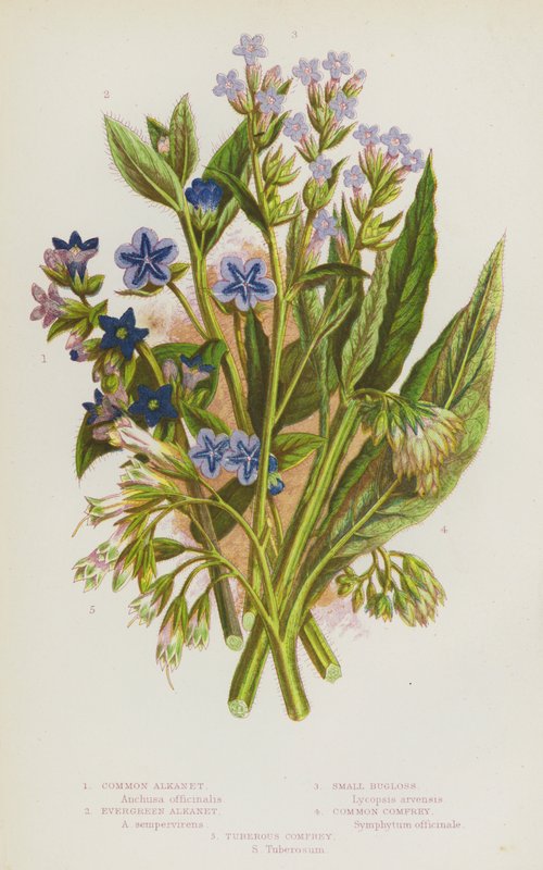 Flowering Plants of Great Britain: Common Alkanet, Evergreen Alkanet, Small Bugloss, Common Comfrey, Tuberous Comfrey by English School