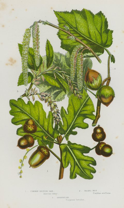 Flowering Plants of Great Britain: Common British Oak, Hazel Nut, Hornbeam by English School