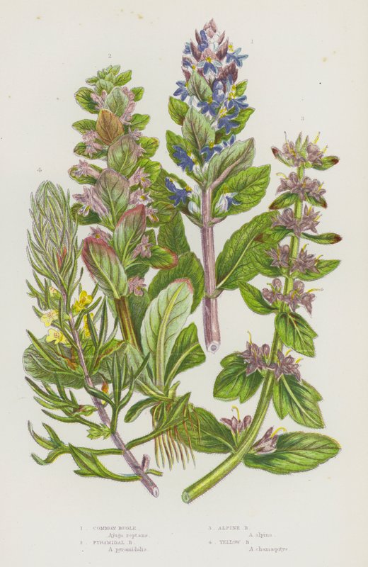 Flowering Plants of Great Britain: Common Bugle, Pyramidal Bugle, Alpine Bugle, Yellow Bugle by English School