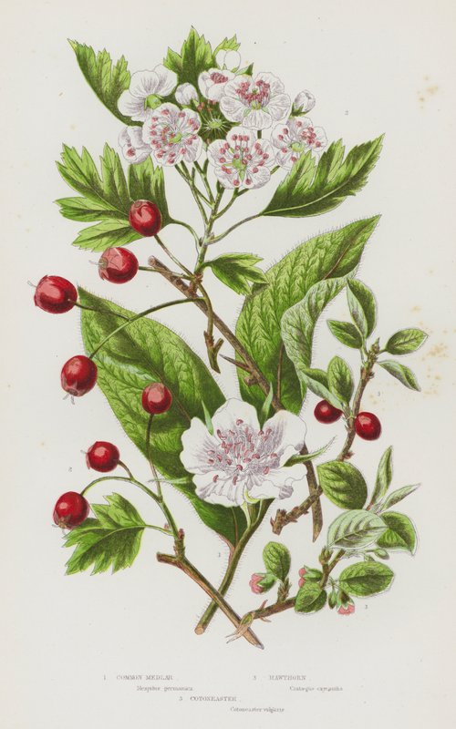 Flowering Plants of Great Britain: Common Medlar, Hawthorn, Cotoneaster by English School