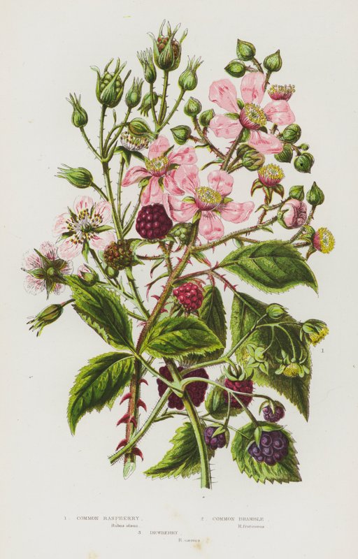 Common Raspberry, Common Bramble, Dewberry by English School