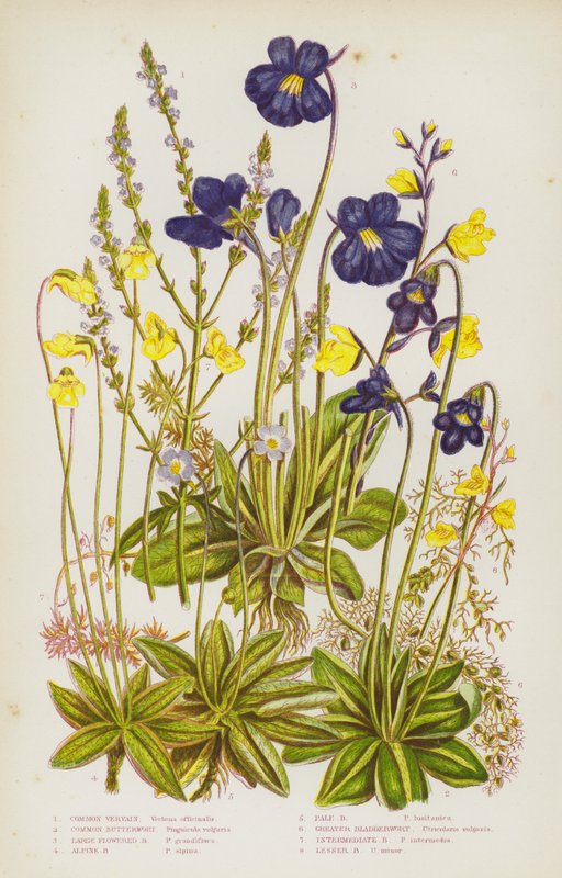 Flowering Plants of Great Britain: Common Vervain, Common Butterwort, Large Flowered Butterwort, Alpine Butterwort, Pale Butterwort, Greater Bladderwort, Intermediate Bladderwort, Lesser Bladderwort by English School