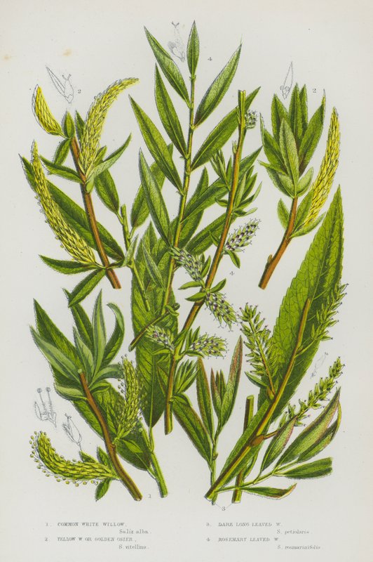 Common White Willow, Yellow Willow or Golden Osier, Dark Long Leaved Willow, Rosemary Leaved Willow by English School