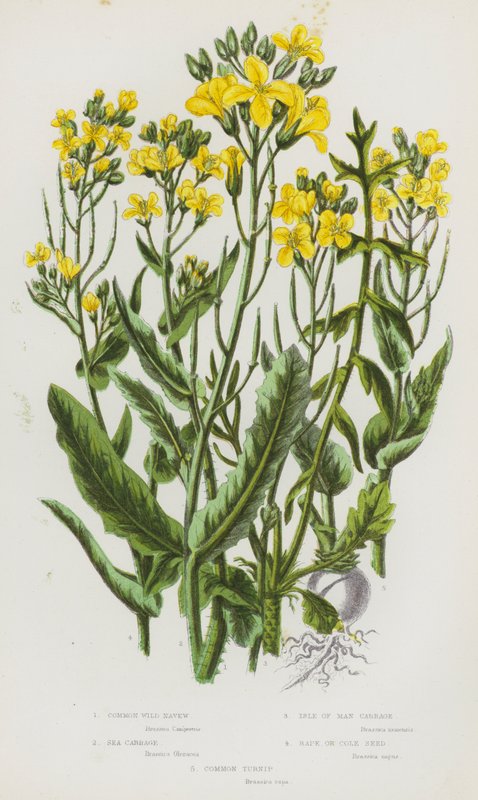 Common Wild Navew, Sea Cabbage, Isle of Man Cabbage, Rape or Cole Seed, Common Turnip by English School