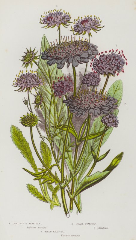 Flowering Plants of Great Britain: Devil