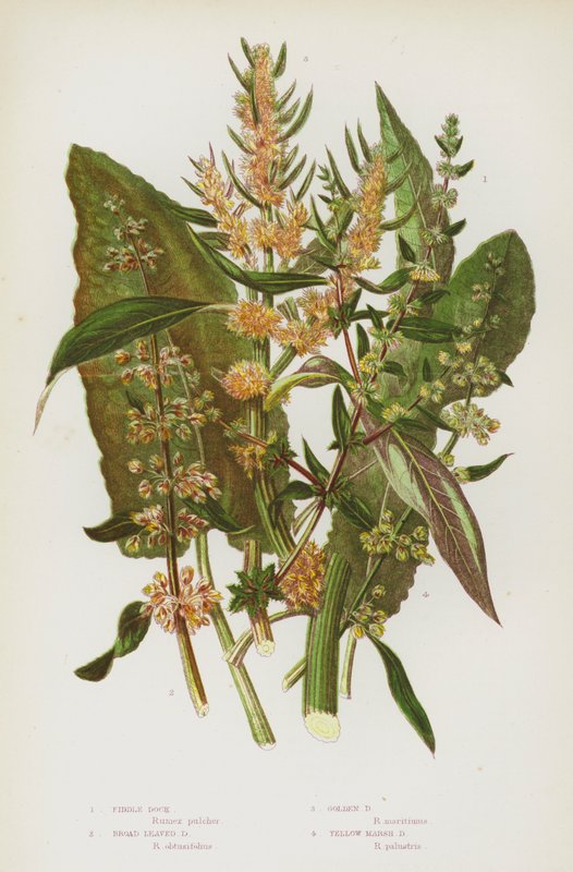 Flowering Plants of Great Britain: Fiddle Dock, Broad Leaved Dock, Golden Dock, Yellow Marsh Dock by English School