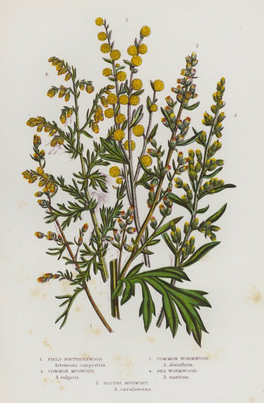 Flowering Plants of Great Britain: Field Southernwood, Common Mugwort, Common Wormwood, Sea Wormwood, Bluish Mugwort by English School