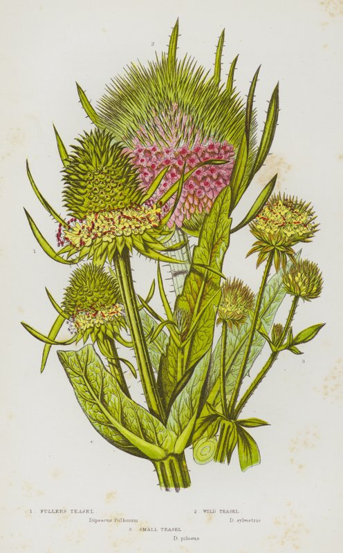 Flowering Plants of Great Britain: Fuller