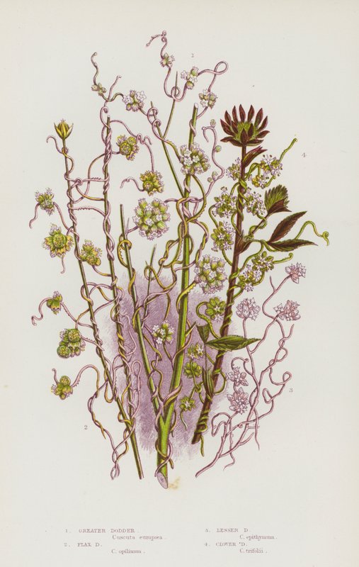 Flowering Plants of Great Britain: Greater Dodder, Flax Dodder, Lesser Dodder, Clover Dodder by English School