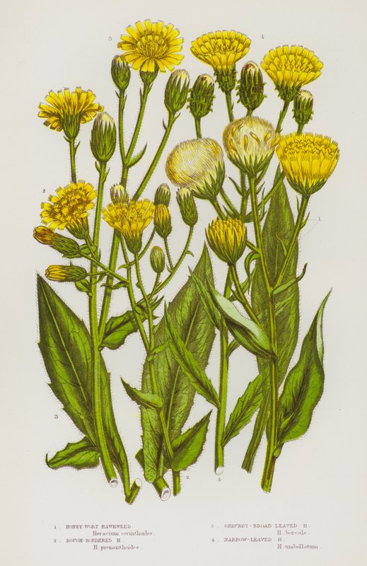 Flowering Plants of Great Britain: Honey-Wort Hawkweed, Rough-Bordered Hawkweed, Shrubby-Broad Leaved Hawkweed, Narrow-Leaved Hawkweed by English School