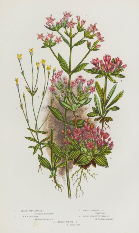 Flowering Plants of Great Britain: Least Gentianella, Common Centaury, Dwarf Branched Centaury, Broad Leaved Tufted Centaury, Dwarf Tufted Centaury by English School
