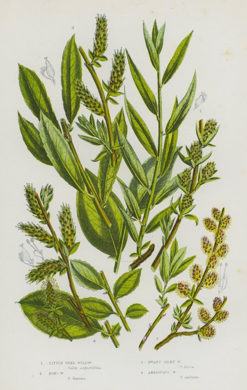 Flowering Plants of Great Britain: Little Tree Willow, Don