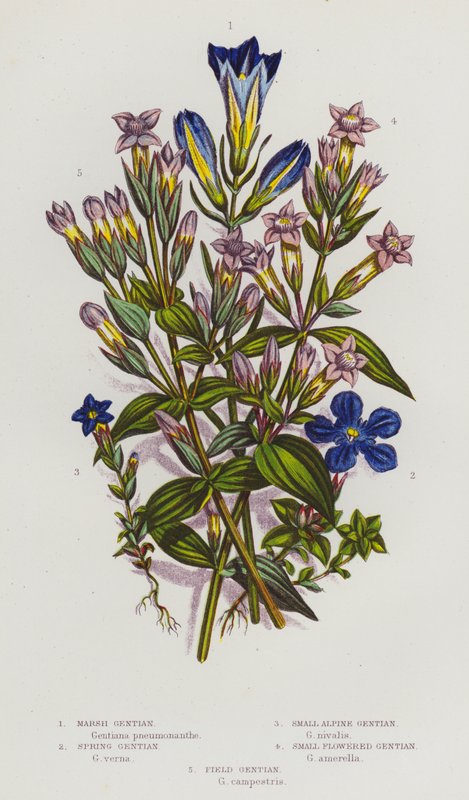 Flowering Plants of Great Britain: Marsh Gentian, Spring Gentian, Small Alpine Gentian, Small Flowered Gentian, Field Gentian by English School