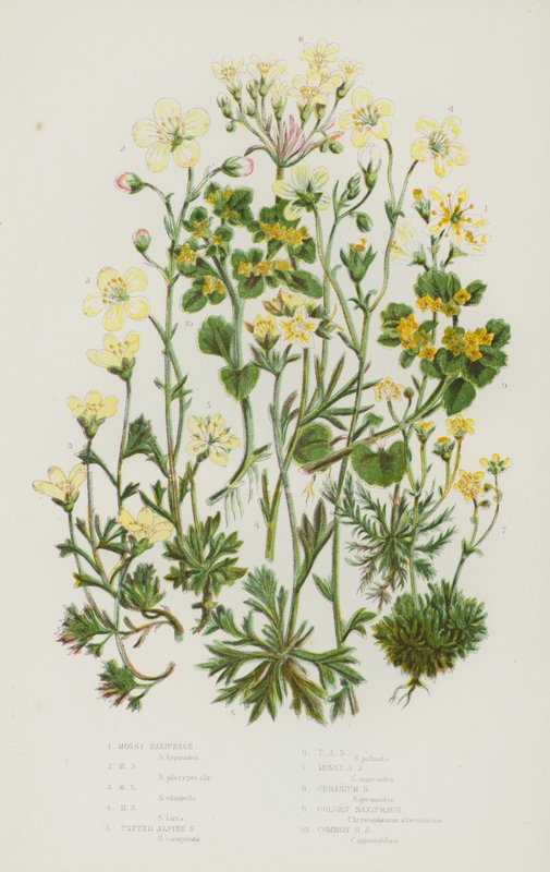 Flowering Plants of Great Britain: Mossy Saxifrage, Tufted Alpine Saxifrage, Geranium Saxifrage, Golden Saxifrage, Common Golden Saxifrage by English School
