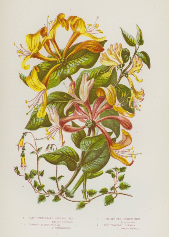 Flowering Plants of Great Britain: Pale Perfoliate Honeysuckle, Common Honeysuckle, Upright Fly Honeysuckle, Two Flowered Linnaea by English School