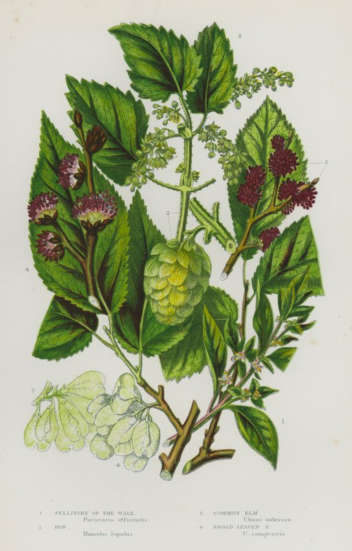 Flowering Plants of Great Britain: Pellitory of the Wall, Hop, Common Elm, Broad-Leaved Elm by English School