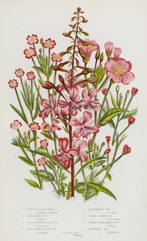 Flowering Plants of Great Britain: Rose-Bay Willow Herb, Great Hairy Willow Herb, Small Flowered Hairy Willow Herb, Broad Smooth Leaved Willow Herb, Pale Smooth Leaved Willow Herb, Square Stalked Willow Herb, Narrow Leaved Marsh Willow Herb, Chickweed Lea by English School