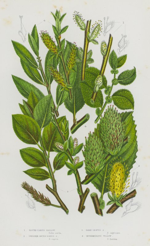 Flowering Plants of Great Britain: Round Eared Sallow, Greater Round Eared Sallow, Dark Leaved Sallow, Intermediate Willow by English School