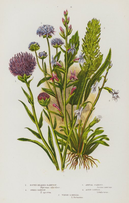 Flowering Plants of Great Britain: Round Headed Rampion, Spiked Rampion, Annual Scabious, Acrid Lobelia, Water Lobelia by English School