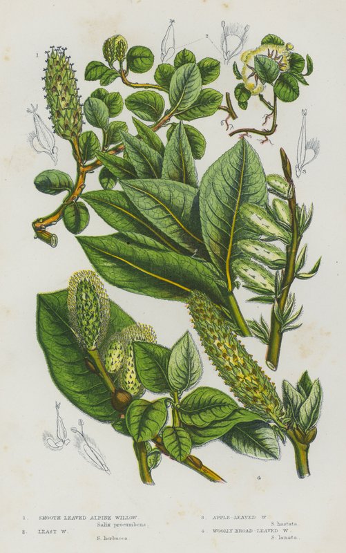 Flowering Plants of Great Britain: Smooth Leaved Alpine Willow, Least Willow, Apple Leaved Willow, Woolly Broad Leaved Willow by English School