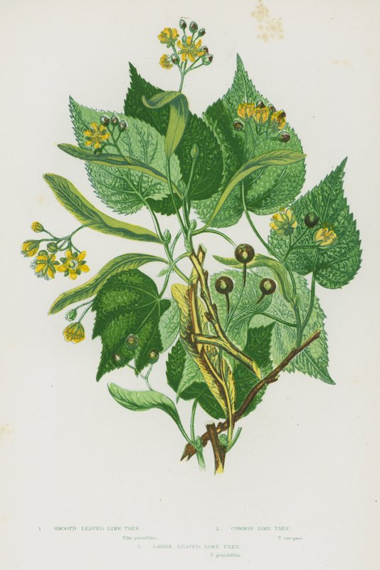 Flowering Plants of Great Britain: Smooth Leaved Lime Tree, Common Lime Tree, Large Leaved Lime Tree by English School