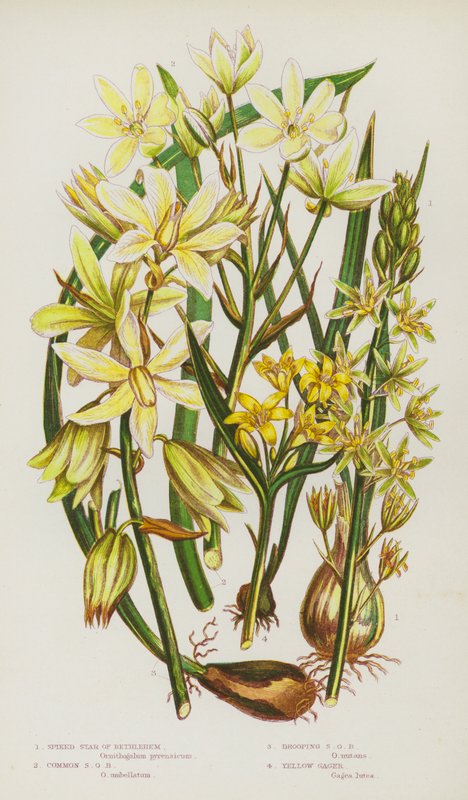 Flowering Plants of Great Britain: Spiked Star of Bethlehem, Common Star of Bethlehem, Drooping Star of Bethlehem, Yellow Gager by English School